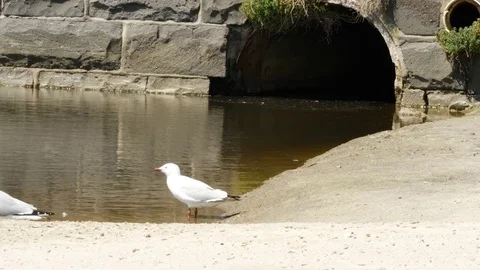 Seagull drinking contaminated water Stock Footage 82371127