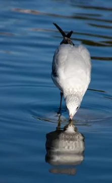 Seagull Drinking Stock Photos