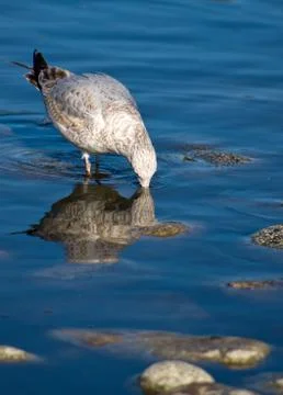 Seagull Drinking Stock Photos