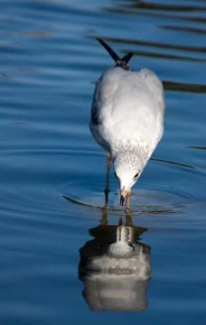 Seagull Drinking Stock-Fotos