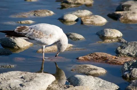 Seagull Drinking Foto stock