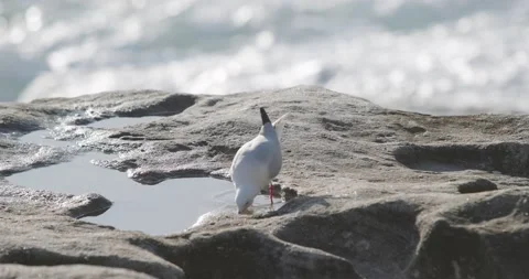 Seagull drinking from rock puddle with ocean in background Stock Footage 197737495