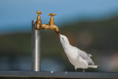 A Seagull is drinking from a tab Stock Photos