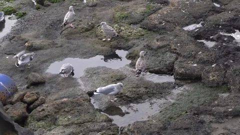 Seagull drinking water on the beach Vídeos de archivo 332142366