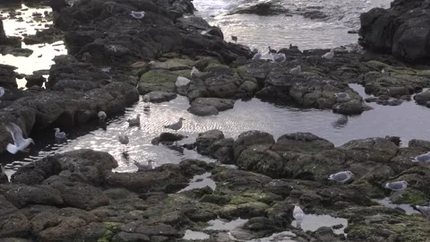 Seagull drinking water on the beach Vídeo Stock 332142369