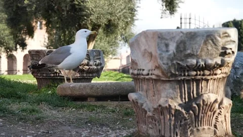 Seagull drinking water Stock Footage 302560361