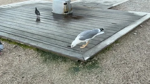 Seagull Drinking Water 스톡 동영상 347028247