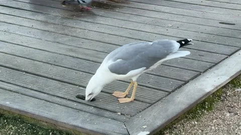 Seagull Drinking Water Vídeo Stock 347028260