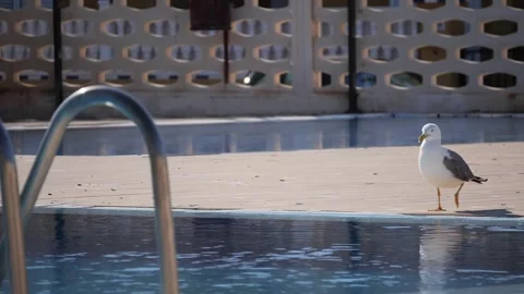 Seagull Drinking Water at Swimming Pool Edge Slow Motion Stock Footage 344553964
