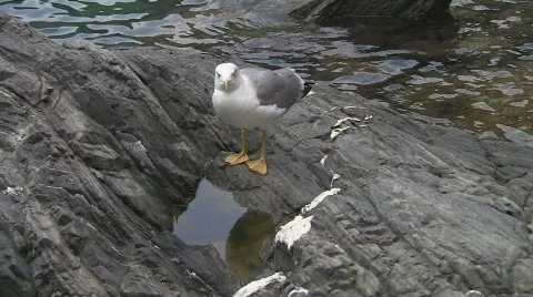 Seagull drinks Video stock 531607