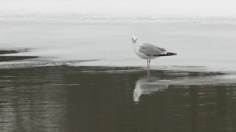 Seagull drinks water while standing on ice. Stock Footage 76220229