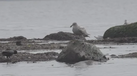 Seagull dropping crab, diving in after its lunch - slow-motion Stock Footage 48917683