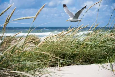 Seagull in the Dunes Stock Photos