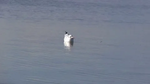 Seagull during the hunt. Stock Footage 69206155