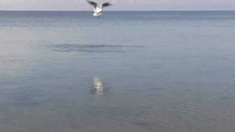 Seagull during the hunt. Stock Footage 69206162