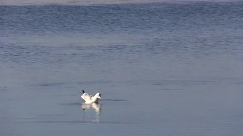 Seagull during the hunt. Stock Footage 69206207