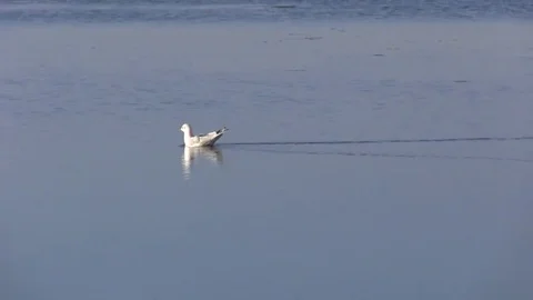 Seagull during the hunt. Stock Footage 69206216