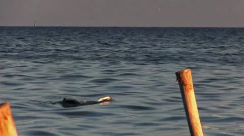 Seagull during the hunt. Seagull during the hunt. Stock Footage 68744622