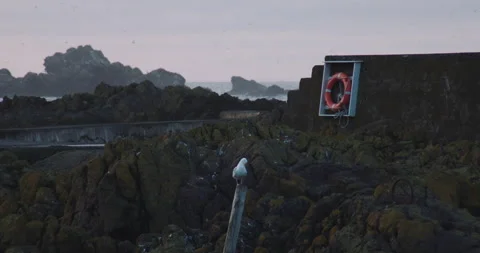 Seagull at dusk Stock Footage 284826922