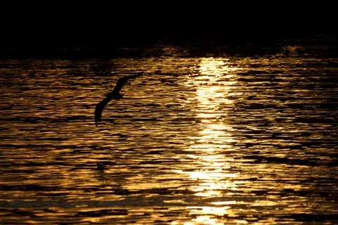 Seagull at dusk Stock Photos