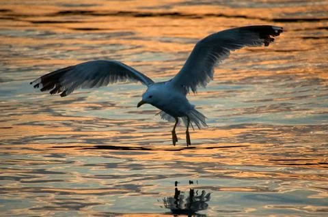 Seagull at dusk Stock Photos