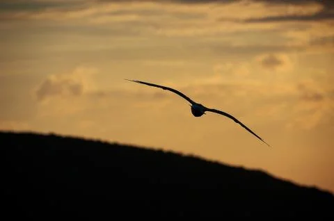 Seagull at dusk Stock Photos