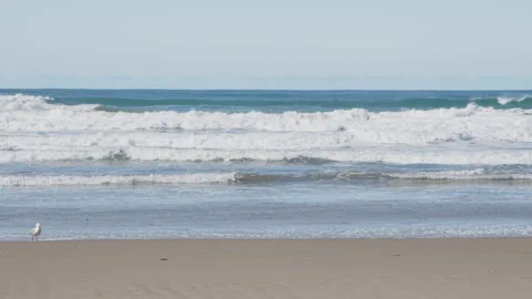 Seagull eating along beach waves, walking across frame 動画素材 249237682