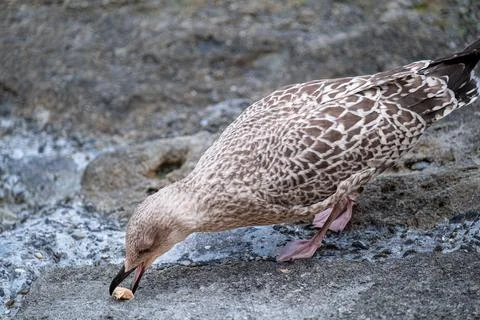 Seagull eating on the beach Stock Photos