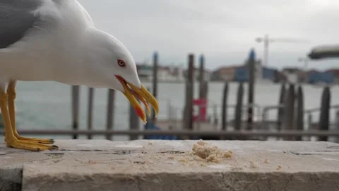 Seagull Eating Bread Crumbs on Stone Wall in Venice Stock Footage 341437268