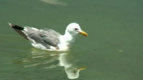 Seagull eating bugs Stock Footage 306719