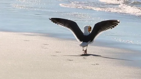 Seagull eating, chasing, flying with crab Stock Footage 75943556