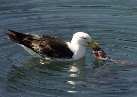 A seagull eating a conger eel on the coast of Chile Stock Photos
