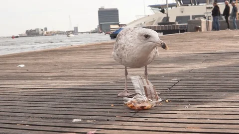 Seagull eating a cookie, slow motion Stock Footage 97935250