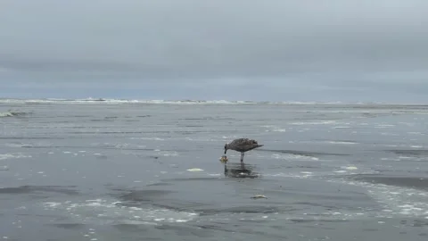 Seagull eating crab on the ocean beach on a cloudy day Stock Footage 273420982