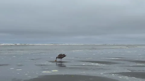 Seagull eating crab on the ocean beach on a cloudy day Stock Footage 275085273
