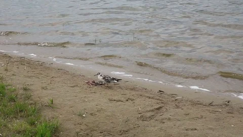 A seagull is eating a dead seagull Stock Footage 77752542