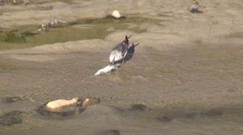 Seagull eating fish Stock Footage 24898720