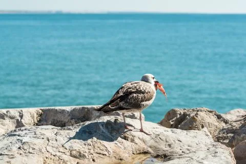 Seagull eating fish Stock Photos
