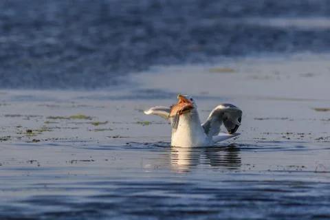 Seagull eating fish Stock Photos