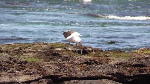 Seagull eating a fish on the rocks of the ocean Stock Footage