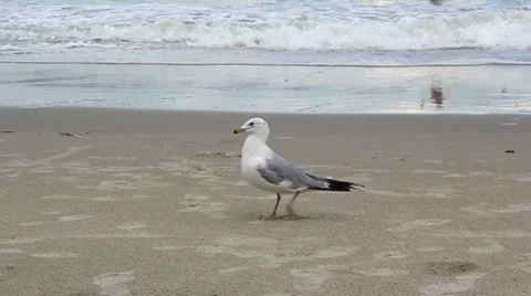 Seagull Eating Video stock 28499771
