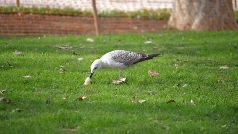 Seagull is eating Stock Footage 169387005