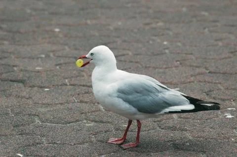 Seagull eating a grape. Foto stock