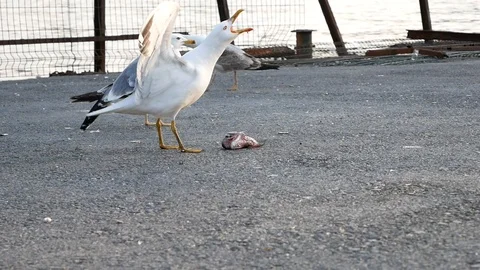 Seagull is eating head of a fish and laugh. Stock Footage 130056926