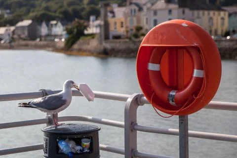 Seagull eating Stock Photos