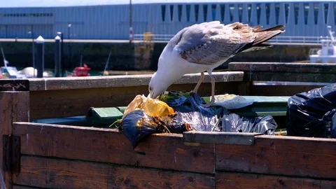 Seagull eating plastic trash garbage to feed himself in polluted marine city, 4k Vídeos de archivo 109072281