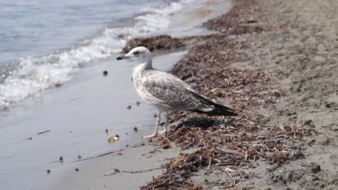 Seagull Eating Plastic Waste on a Polluted Beach by the Sea 動画素材 345812443