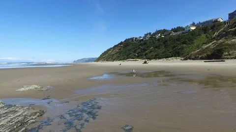 Seagull Eating From Shell on Beach Stock Footage 87927577