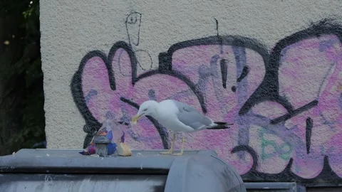 Seagull eating trash from a dumpster with graffiti wall Video stock 341954378