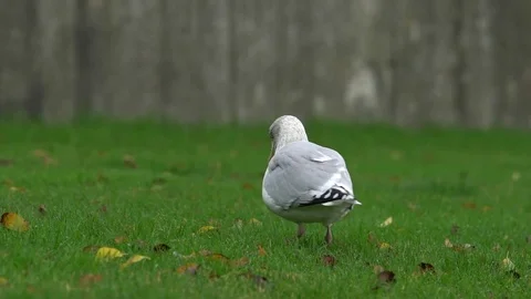 Seagull eating worm (stomping) Video stock 71223292